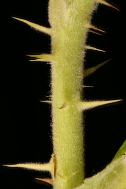 Japon Gülü (Rosa rugosa). Kök ve Omurga Kapatma