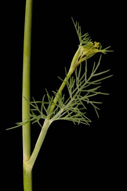 Dill (Anethum Graveolens). Yaprak Kapanışı