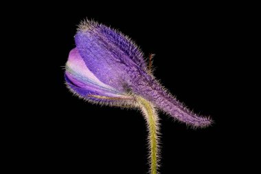 Delphinium (Delphinium x cultorum). Çiçekli Bud Kapanış