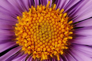 Alp Aster (Aster alpinus). Disk Çiçekleri Kapanışı
