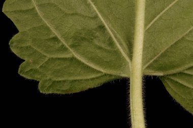 Betony (Stachys officinalis). Yaprak Ayrıntısı Kapatma