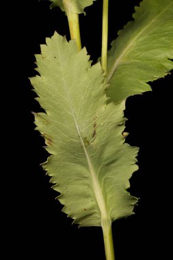 Afyon gelinciği (Papaver somniferum). Yaprak Kapanışı