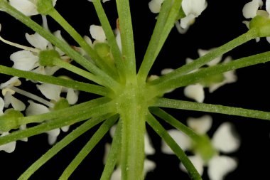 Yer Yaşlısı (Aegopodyum podagraria). Umbellule Üssü Kapatma