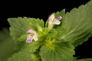 Bifid Hemp-Nettle (Galeopsis bifida). Enfeksiyon. Yakın çekim.
