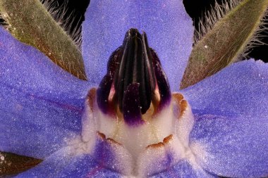 Borage (Borago officinalis). Pistil ve Stamens Kapanış