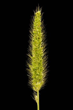 Green Bristle Grass (Setaria viridis). Enfeksiyon. Yakın çekim.