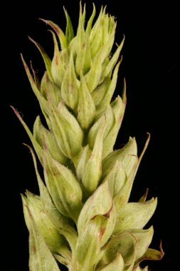 Yüksükotu (Digitalis purpurea). Inflorescence Üst Kapatma
