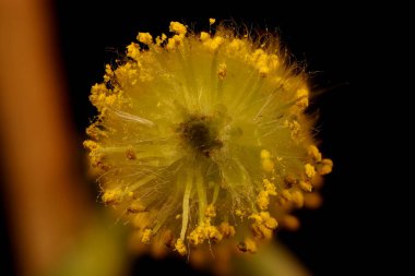 Beyaz Söğüt (Salix Alba). Erkek Enfeksiyonu Çapraz Bölüm