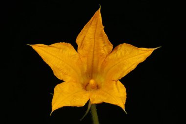 İlik (Cucurbita pepo). Erkek Çiçek Kapanışı