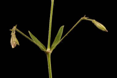 Nottingham Catchfly (Silene nutans). Genç Infloresans Detay Kapanışı