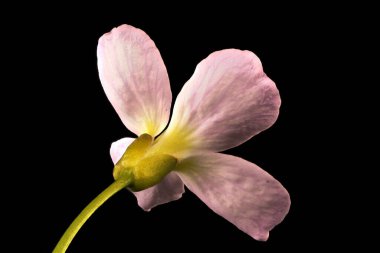 Karabuğday (Cardamine pratensis). Çiçek Kapanışı