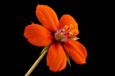 Kızıl Farekulağı (Anagallis arvensis). Çiçek Kapanışı