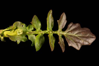 Winter Cress (Barbarea vulgaris). Leaf Closeup clipart