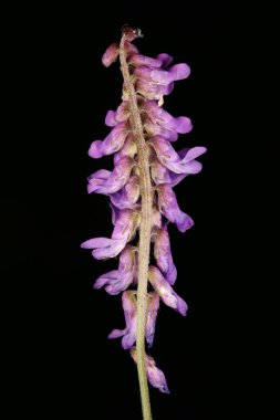 Tufted Vetch (Vicia cracca). Enfeksiyon. Yakın çekim.