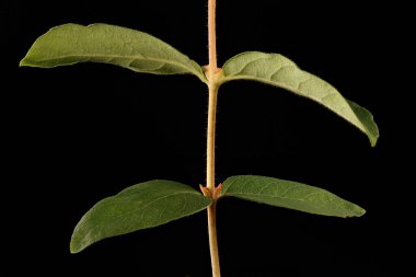 Mavi Hanımeli (Lonicera caerulea). Kök ve Yapraklar Kapalı