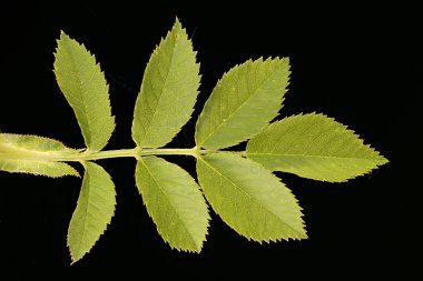 Köpek Rose (Rosa canina). Yaprak Kapanışı