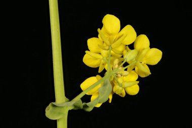 Şalgam Tecavüzü (Brassica rapa). Inflorescence Detay Kapatma