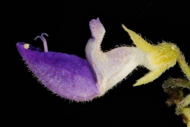 Boyalı Nettle (Plectranthus scutellarioides). Çiçek Kapanışı