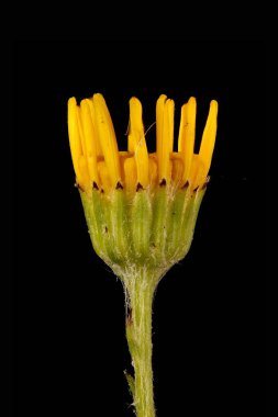 Yaygın Ragwort (Senecio jacobaea). Genç Capitulum Kapanış