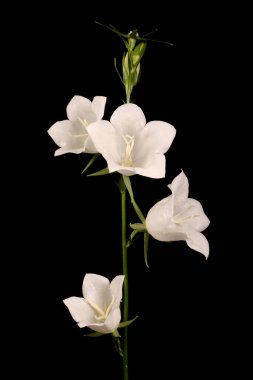 Şeftalili Çan Çiçeği (Campanula persicifolia). Enfeksiyon. Yakın çekim.