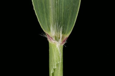 Green Bristle Grass (Setaria viridis). Ligule Kapanışı