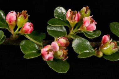 Cotoneaster Duvarı (Cotoneaster yatay). Enfeksiyon. Yakın çekim.