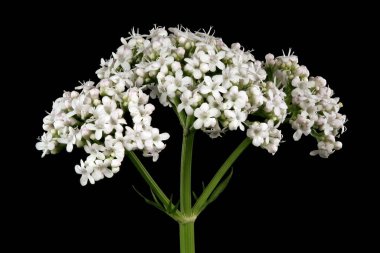 Valerian (Valeriana officinalis). Inflorescence Detay Kapatma