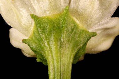 Tatlı Biber (Capsicum annuum). Calyx Kapanışı