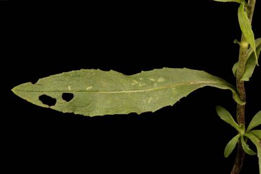 Meadow Fleabane (Inula britannica). Yaprak Kapanışı