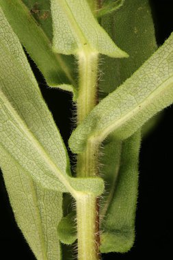 Kıllı Michaelmas Daisy (Symphyotrichum novae-angliae). Kök ve Yaprak Üsleri Kapatma