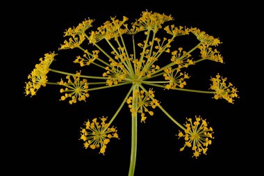 Dill (Anethum Graveolens). Enfeksiyon. Yakın çekim.