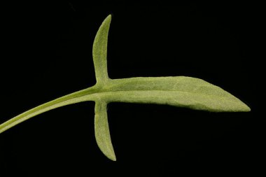 Koyun Sorrel (Rumex asetosella). Yaprak Kapanışı