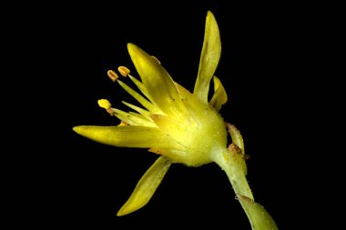 Refleksli Stonecrop (Sedum rupestre). Çiçek Kapanışı