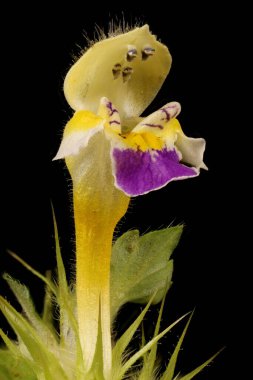 Büyük-Çiçekli Hemp-Nettle (Galeopsis speciosa). Çiçek Kapanışı