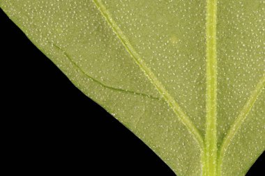 Fat-Hen (Chenopodium albümü). Yaprak Ayrıntısı Kapatma