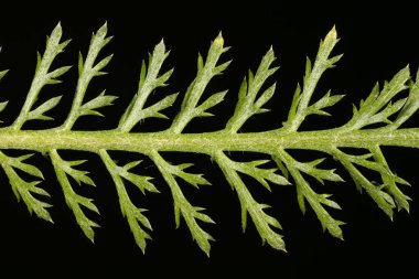 Yarrow (Achillea millefolium). Yaprak Kapanışı