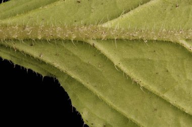 Borage (Borago officinalis). Yaprak Ayrıntısı Kapatma