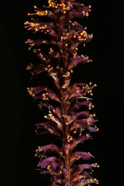 Desert False Indigo (Amorpha fruticosa). Enfeksiyon. Yakın çekim.