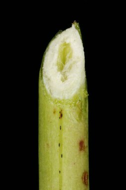 St. John & apos; s-Wort 'u (Hypericum perforatum) delin. Kök Yakın Çekim