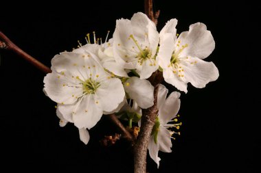 Kiraz eriği (Prunus cerasifera). Enfeksiyon. Yakın çekim.