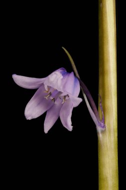 Hybrid Bluebell (Hyacinthoides x massartiana). Flower Closeup clipart