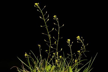 Wood Whitlowgrass (Draba nemorosa). Alışkanlık