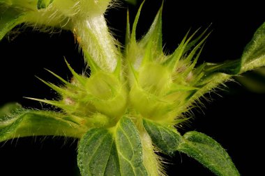 Bifid Hemp-Nettle (Galeopsis bifida). Verticillaster Yakın plan