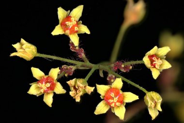 Duman Ağacı (Cotinus coggygria). Çiçekler yakın plan