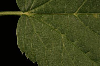 Yer Yaşlısı (Aegopodyum podagraria). Yaprak Ayrıntısı Kapatma