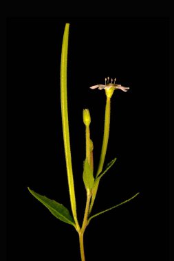 Marsh Willowhere (Epilobium palustre). Enfeksiyon. Yakın çekim.