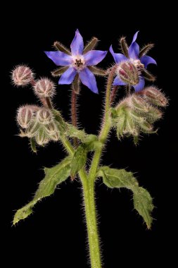 Borage (Borago officinalis). Enfeksiyon. Yakın çekim.