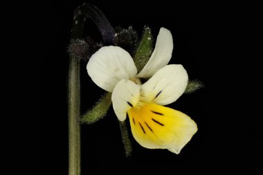 Field Pansy (Viola arvensis). Çiçek Kapanışı