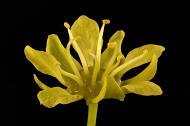 Norveç akçaağacı (Acer platanoides). Erkek Çiçek Kapanışı