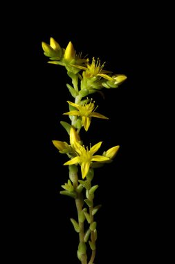 Isıran Taş (Sedum dönümü). Alışkanlık